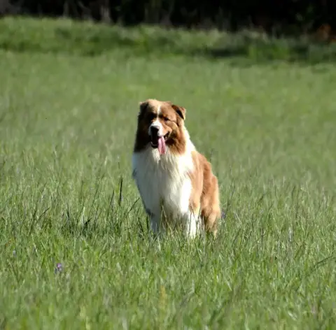 Berger Australien  Chiot 2 Des Bergers De La Tribu De 8c5d4 photo 2