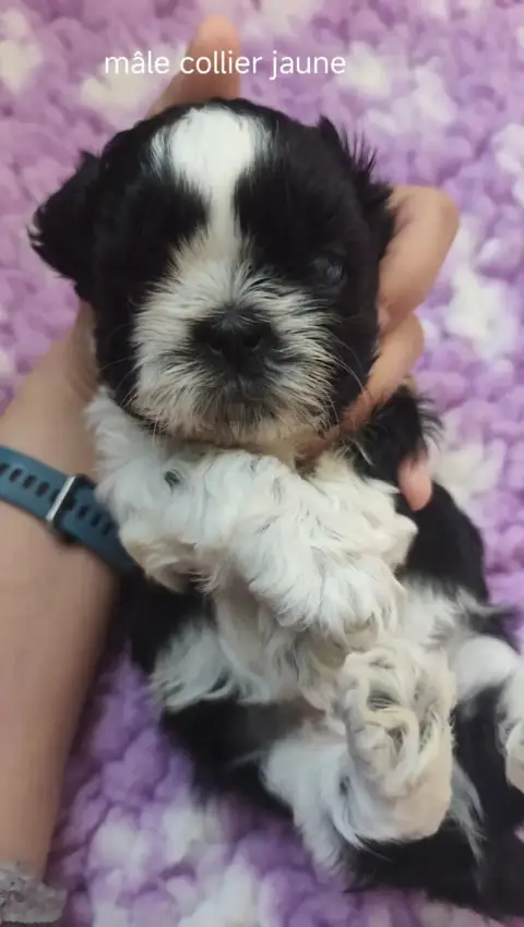 Shih Tzu  Collier Jaune Des Amours D'Arelaune