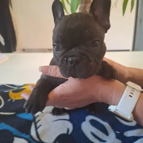 Bouledogue Français  B Du Monde De Cali photo 2