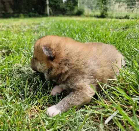 Shiba photo 2