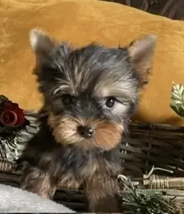 Yorkshire Terrier  Born Magicstar