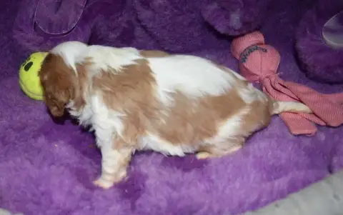 Cavalier King Charles Spaniel 
                       77aa6 photo 3