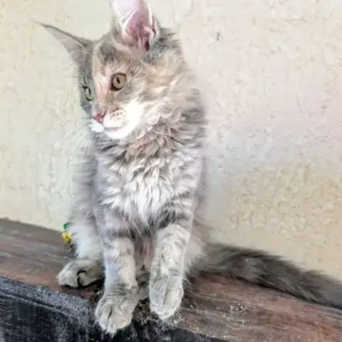 2 Maine Coon Loof
