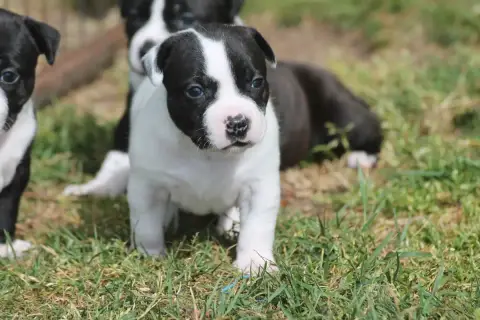Staffordshire Bull Terrier  Bruce Wayne Of Supreme St f28fb