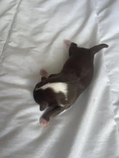 Chihuahua  Chiot N°2 Des Joyaux Divins