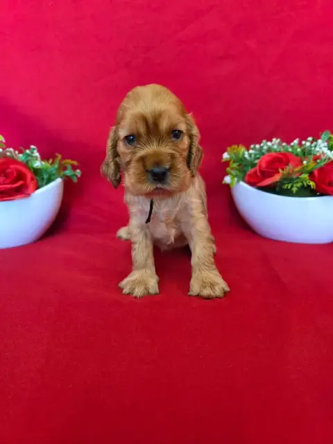 Cocker Spaniel Anglais  B........... Du Domaine De St 2b3db photo 2