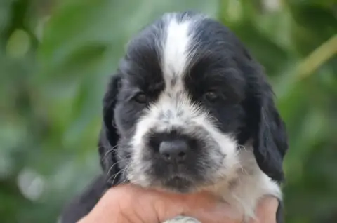 Cocker Spaniel Anglais  Chiot N°4 De La Foret Des Rev d235a