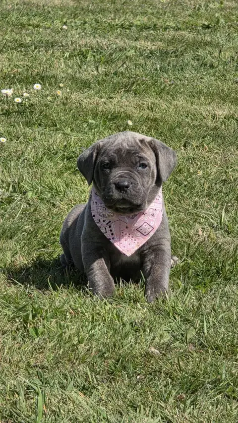 Cane Corso  Chiot N°2 Des Terres Des Forges