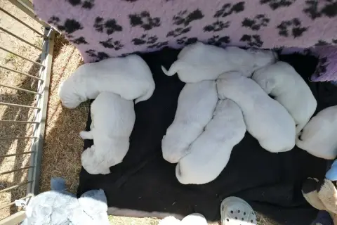 Golden Retriever  Chiot 8 De La Plaine Des Peupliers 376f4