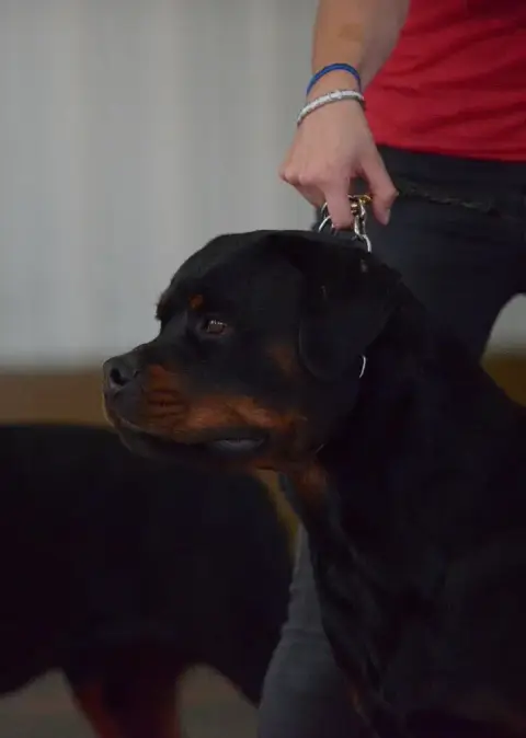 Rottweiler photo 2