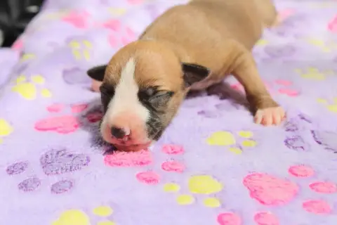 Whippet  Biscuit Enchanté Des Filles D'Eole