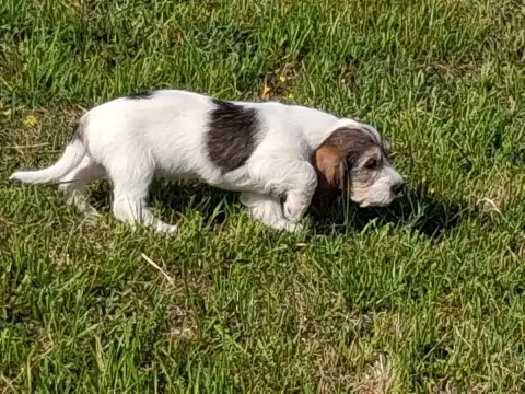 Petit Basset Griffon Vendeen  Baya Des Ronciers D Auv d8b76 photo 2