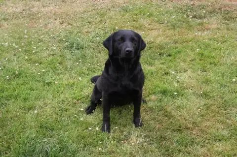 Labrador Retriever  Chiot 11 D'Aspe & D'Ossau photo 3