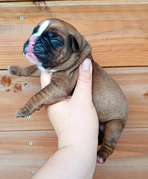 Boxer  Chiot Des Gardiens De Chami photo 3