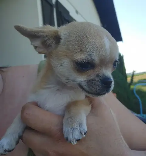 Chihuahua  Bobby De L'Arbre Des Batailles photo 2