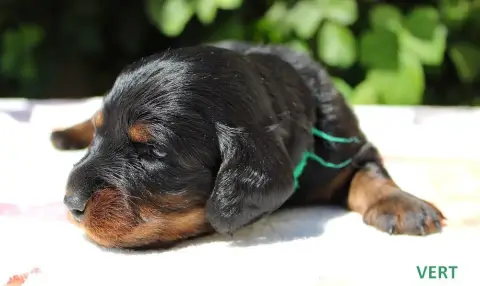 Teckel Poil Long  Chiot N°5 Of Moonlight Blue photo 3