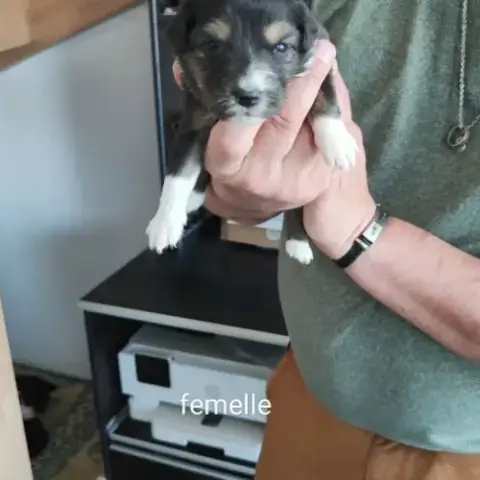 A Adopter Chiot Berger Australien