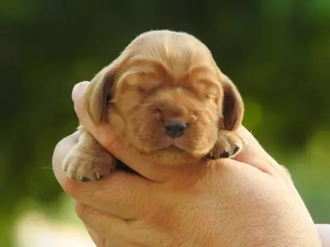 Cocker Spaniel Anglais 
                        B4 Du f3448