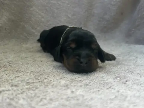 Cocker Spaniel Anglais  Collier Gris - photo 2