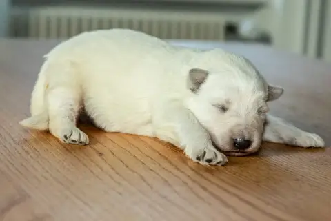 Berger Blanc Suisse  B Des Trois Land