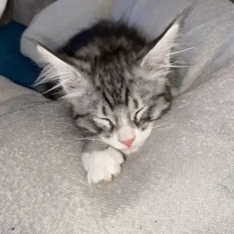 Magnifique Bébé Coon 2Mois