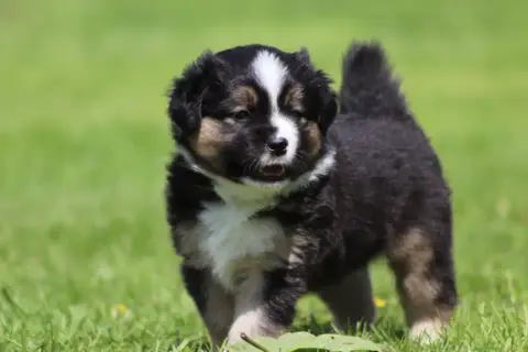 Berger Américain Miniature  Chiot N°1 Du Domaine De M 6820a photo 2