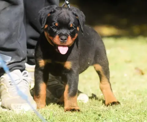 Rottweiler  Chiot 2 Des Titans Noirs Et Feux photo 3