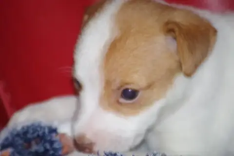 Jack Russell Terrier  Bro A L'Ouest Des Prés De L'Abb 2cb1c
