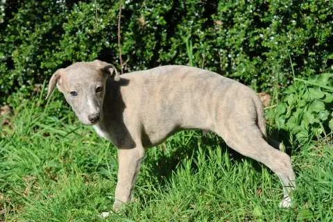 Whippet  Biarritz Des Brumes De Brocéliande photo 2