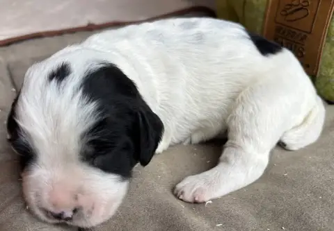 English Springer Spaniel  B.................... Des E 51aa8 photo 3