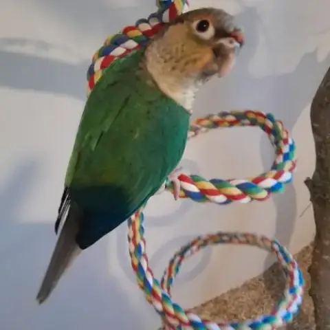 Conures Molinae Élevés À La Main