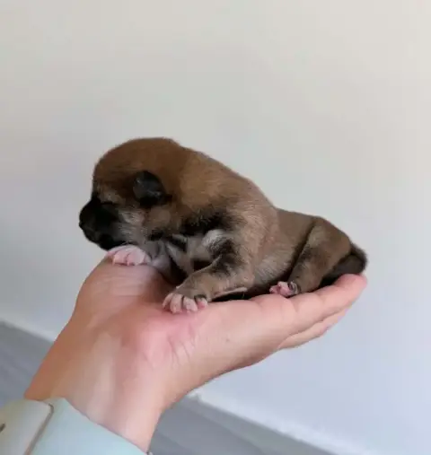 Shiba  Femelle Rousse 2 Hoxakam