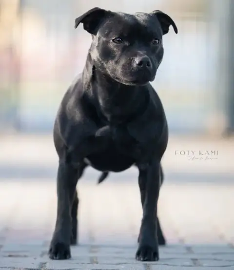 Staffordshire Bull Terrier photo 3