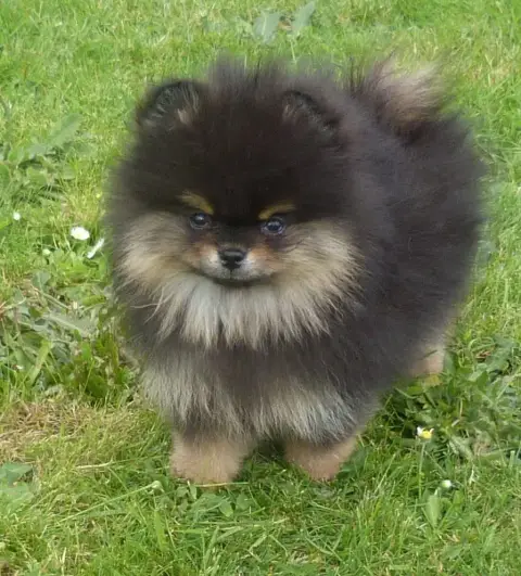 Spitz Allemand  Bandit Des Petits Ecureuils photo 3