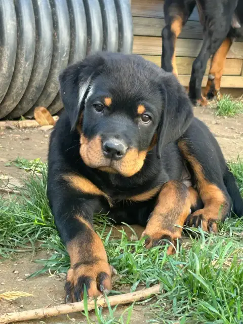 Rottweiler  Ba Y De La Tribu De Rottweil photo 2