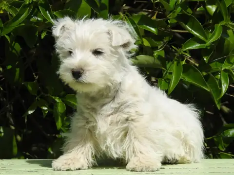 West Highland White Terrier  Chiot 4 Du Clos De La Ma 0c65d