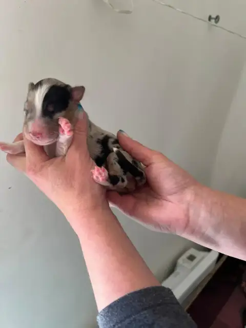 Berger Australien  Chiot 1 Des Ptits Bergers En Terre b3531