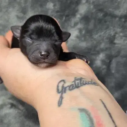 Pomchi Femelles