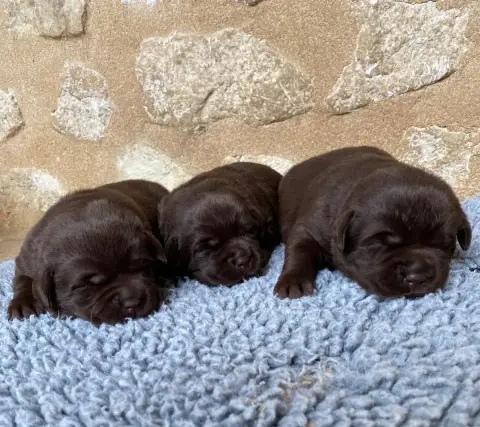Labrador Retriever  Chiot N°8 Du Moulin De Madjurie c3bd0