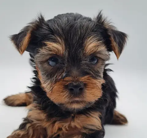Yorkshire Terrier  Balto Du Mont De La Chenaie