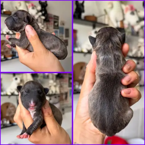 Bull Terrier Miniature  Femelle Collier Violet Du Dom d3753