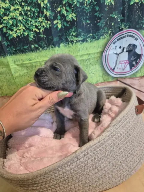 Cane Corso  Chiot N°9 Des Diamants Du Colisée Jcm
