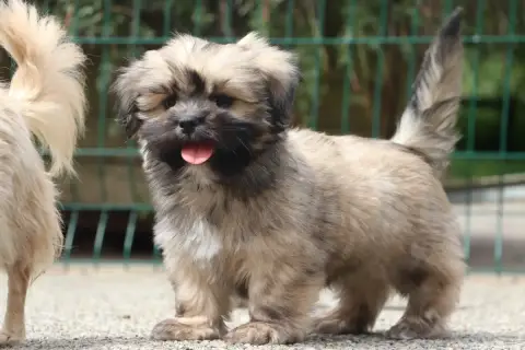 Lhassa Apso  Belo Der Lenn