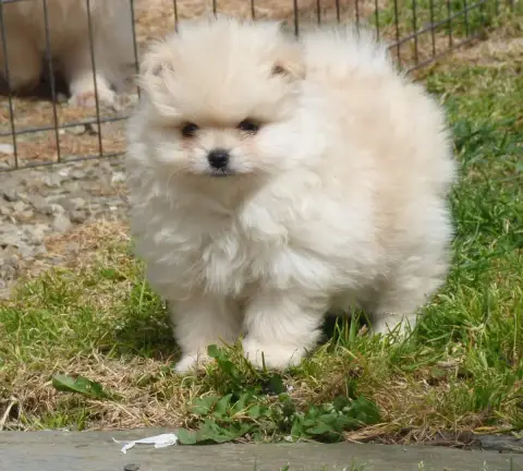Spitz Allemand  Bianca Des Petits Ecureuils
