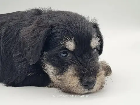 Schnauzer Miniature  Boromir Du Mont De La Chenaie photo 3