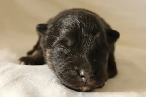 Chien Finnois De Laponie  Brocéliande Broc De La Vall cc0f5