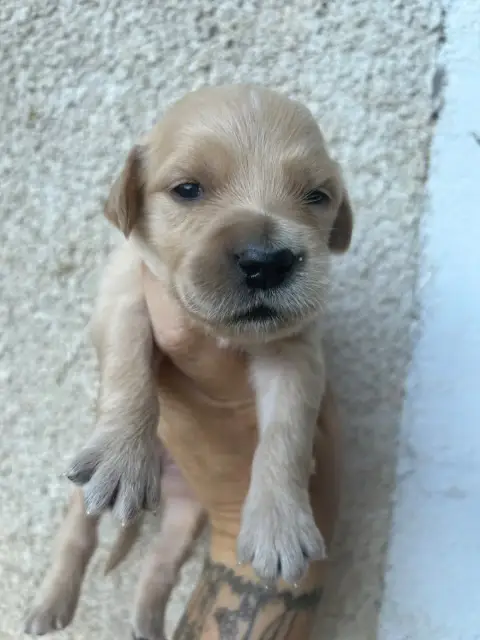 Golden Retriever  Femelle Sans Collier De L'Arche De  21825
