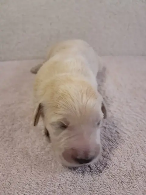 Golden Retriever  Bella Du Royaume D Helfy Du Royaume 81636