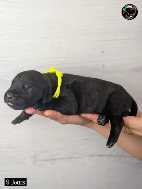 Cane Corso 
                        Collier Jaune Flu 443c6 photo 3