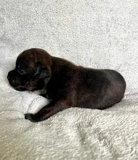 Staffordshire Bull Terrier  Noir Bringé Patasnegras b3527 photo 3